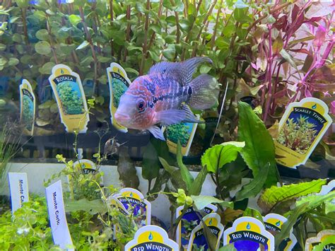 Cichlid - Flowerhorn (Florida) | The Fish Room