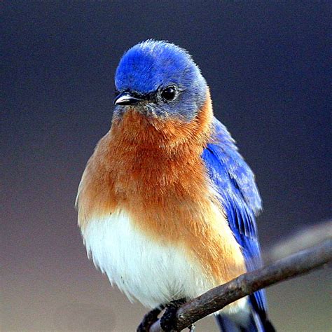 Animals Zoo Park: Bluebirds Photos, Blue Bird Pictures Gallery