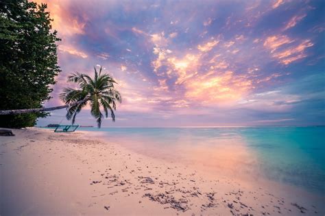 Download Horizon Sunset Palm Tree Sea Ocean Tropical Photography Beach ...