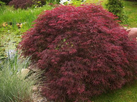 Acer palmatum 'Tamukeyama' | Acer palmatum, Japanese maple tree, Japanese maple