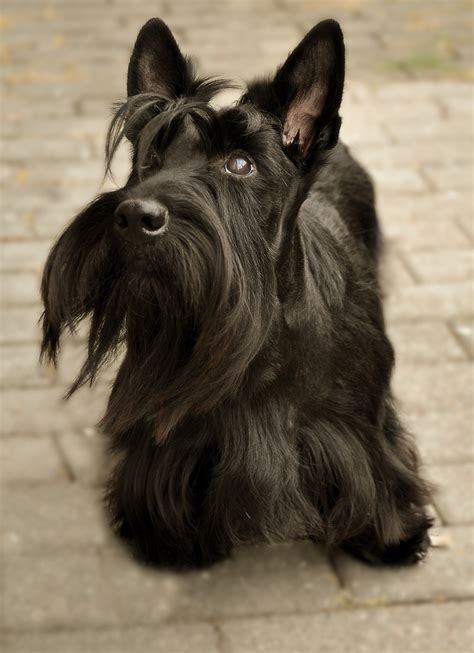 Scottish Terrier Grooming Diagram