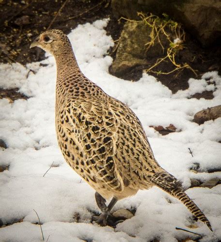 Female ring-necked pheasant - FeederWatch