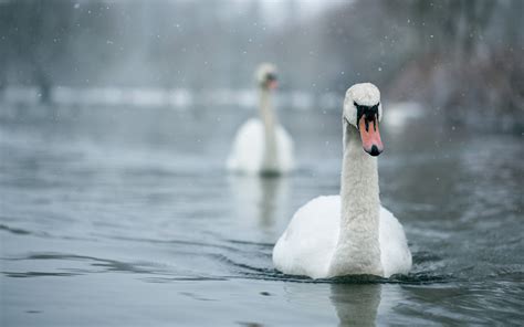 swan, Winter, Snow, Flakes, Drops, Lakes, Rivers Wallpapers HD / Desktop and Mobile Backgrounds