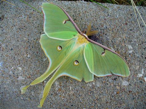 luna moth by zephyrofgod on DeviantArt