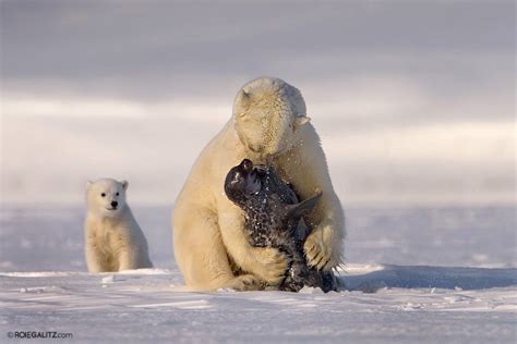 Amazing Polar Bear Photo - Churchill Polar Bears