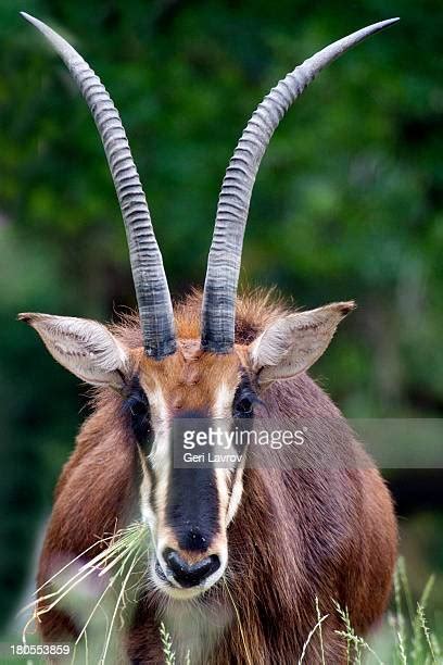 1,627 Antelope Antlers Stock Photos, High-Res Pictures, and Images ...