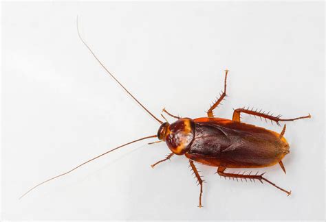 Cockroach 101: Identification Guide - TAP® Pest Control Insulation ...