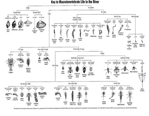 Aquatic Invertebrate Identifications – BIObus