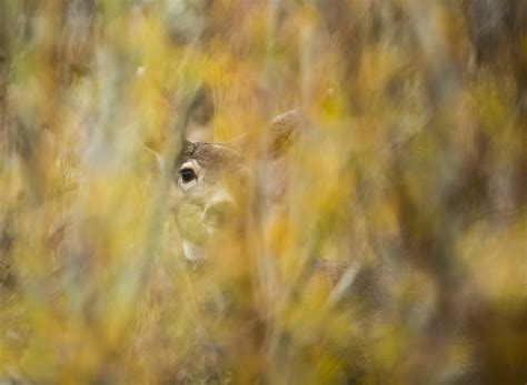 How to Photograph Wildlife in Yellowstone National Park