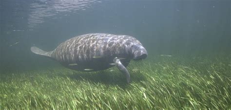 Making meals for manatees this new year - Fish & Wildlife Foundation of Florida