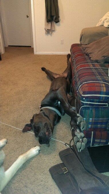 Great danes sleep in the weirdest positions | Great dane dogs, Great ...