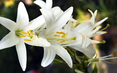 Easter Lilies Wallpaper (48+ images)