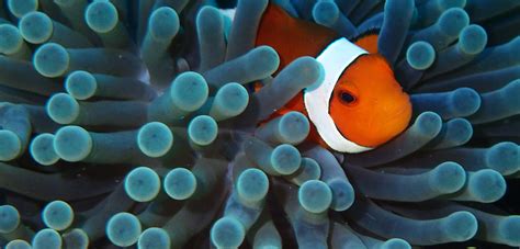 The Secret Life of a Clownfish | CNRS News