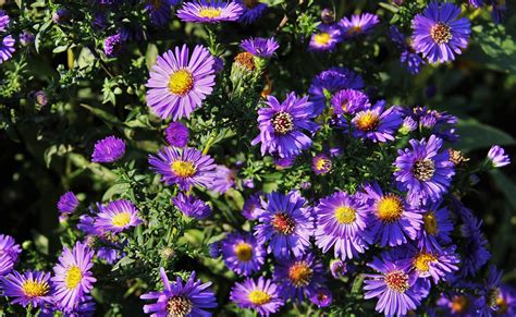 Autumn Flowers Blue Daisies - Free photo on Pixabay - Pixabay