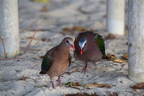 Common Emerald Dove - Breeding Ritual? | Philippine Bird Photography Forum