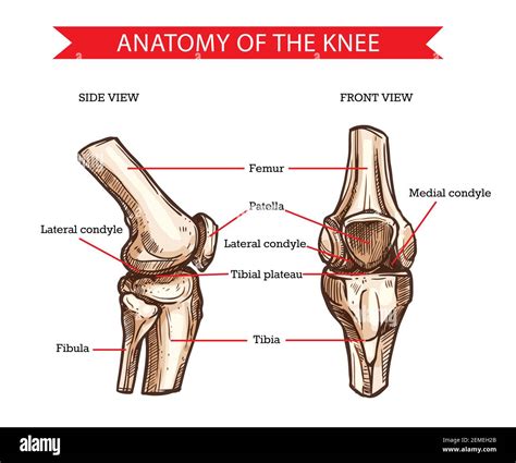 Anatomy of human knee vector sketch of leg bones and joint, medicine ...