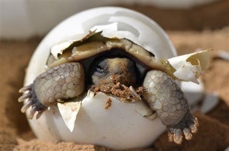 Baby Turtle - Animals Photo (38695490) - Fanpop