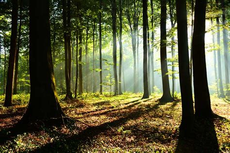 Forest with sunrays backdrop - Mybackdrop.co.uk