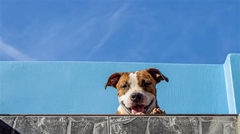 Cute Dog Wearing a Party Hat · Free Stock Photo