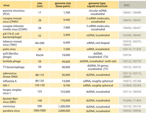 smallest to largest cells