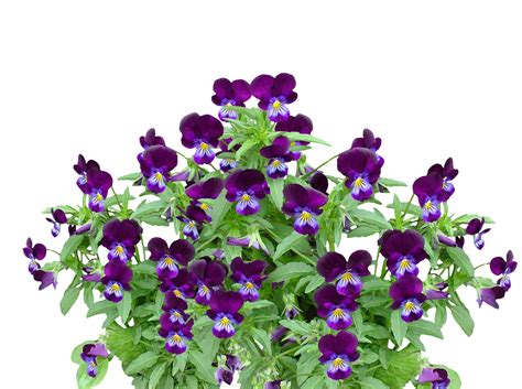 Download Vibrant Purple Pansies Black Background | Wallpapers.com