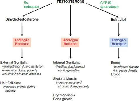 Androgens | Basicmedical Key