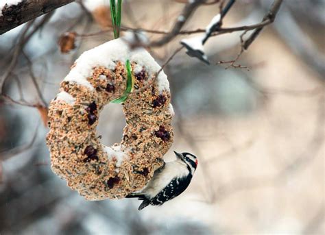 Bird Seed Cakes is Really a Perfect Option: Bird Seed Cakes DIY