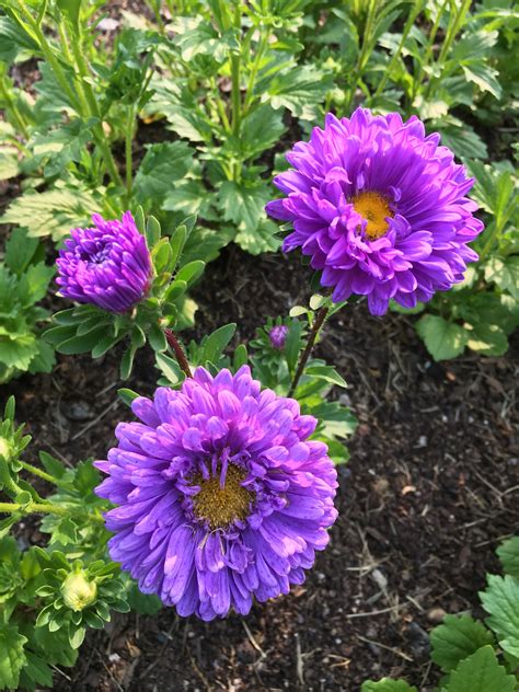 Purple China Asters | Flower farm, Flower pots, Wildflower garden