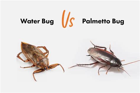 Palmetto Bug Vs. Water Bug [15 Differences] | APB