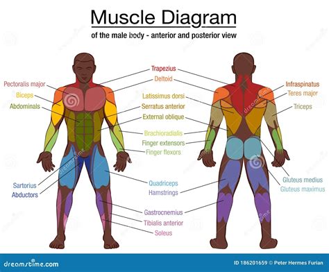 Human Body Name Muscles - humanejuli