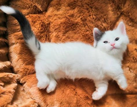 Munchkin Cats For Sale | Kansas City, MO #297274 | Petzlover