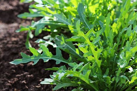 Organic Seed — Roquette Arugula — San Diego Seed Company