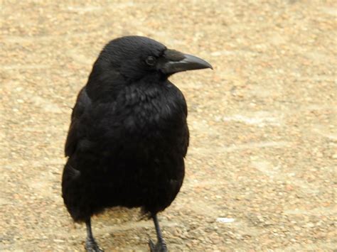 Carrion Crow | SIMILAR BUT DIFFERENT IN THE ANIMAL KINGDOM