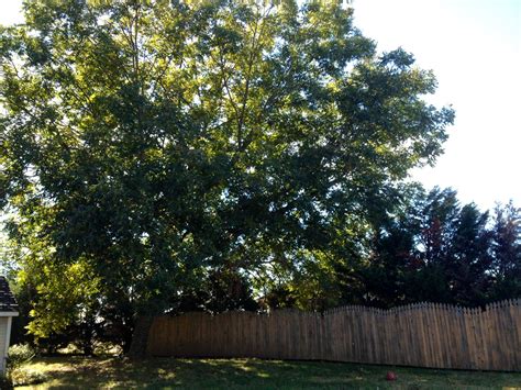 Pecans – A Southern Tradition | Gardening in the Panhandle