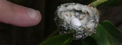 A Close-Up Look at Hummingbird Eggs | American Bird Conservancy