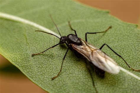 What to do about the flying ants in Florida - Shoreline Environmental Pest Solutions