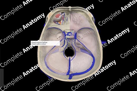 Diaphragma Sellae | Complete Anatomy