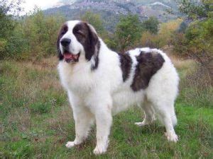 Bucovina Shepherd Dog Breed Information - All You Need To Know | Dog ...