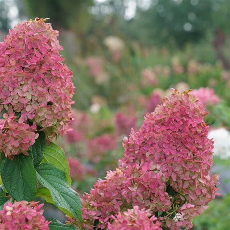 Quick Fire Fab® - Panicle Hydrangea - Hydrangea paniculata | Proven Winners