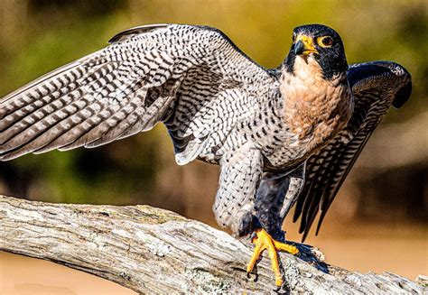 7 Fascinating Falcon Bird Facts You Should Know - Birds and Blooms