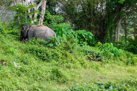 Phuket Elephant Sanctuary: Animal Tourism You Can Feel Good About