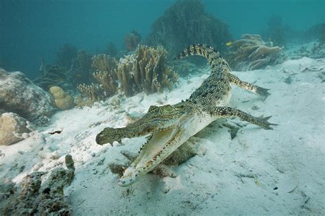 Saltwater Crocodile Underwater - Crocodile