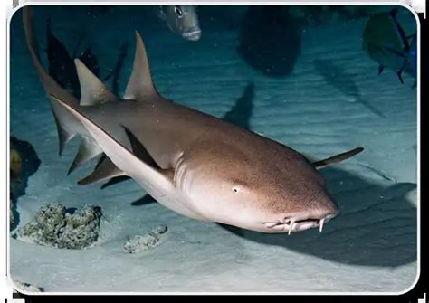 Nurse Shark x10 Facts, Habitat, Social & Hunting Behavior, Offspring & Human Interaction