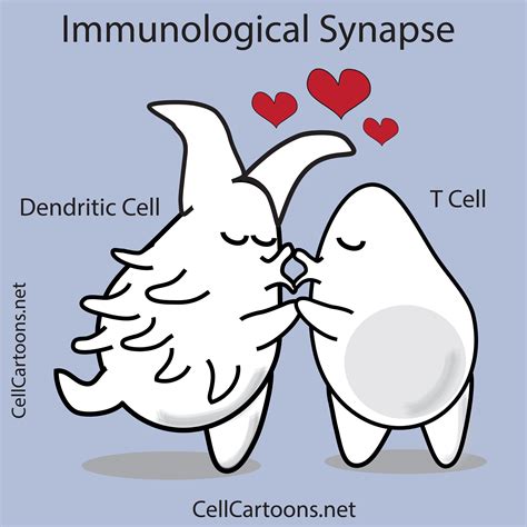 Immunological Synapse - Cell Cartoons