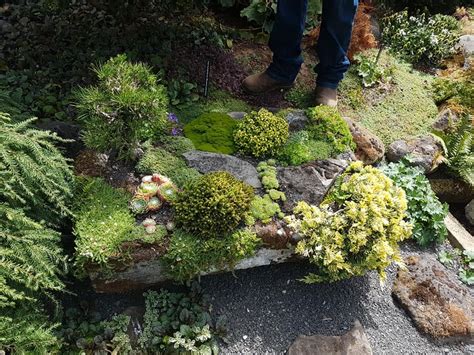 Return to Oregon: Iseli Nursery - Alpine Garden Society