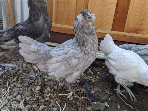 Blue Ameraucana Chicks for Sale | Cackle Hatchery®