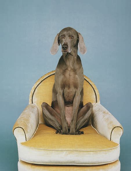 William Wegman's Weimaraners: Photography & Fine Furniture