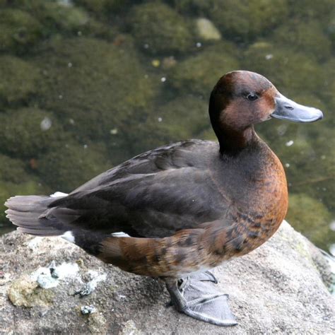 Ferruginous Duck