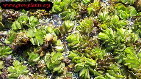 Salvinia natans - How to grow & care