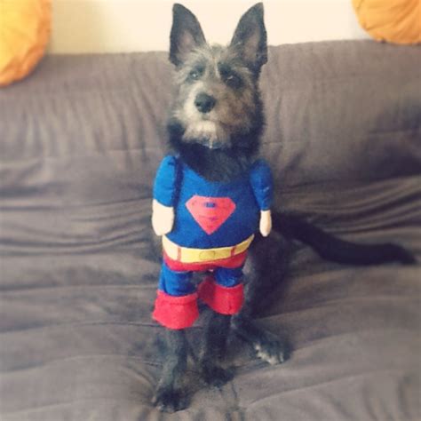 Super Dog! Dog costume! | Dog costumes, Dog costume, Dogs